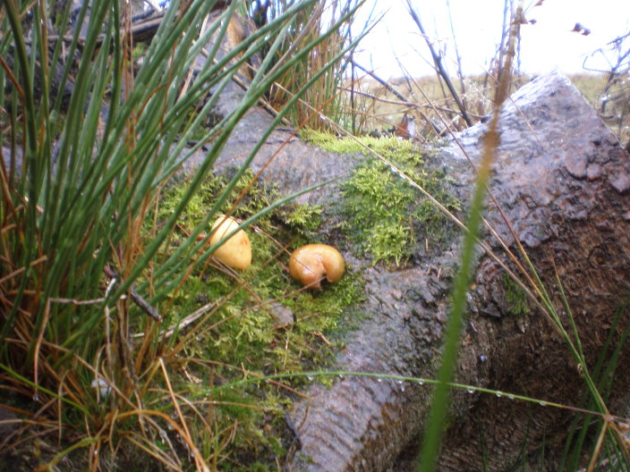 bouillon 089.jpg